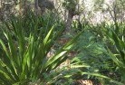 Kelso NSWplanting-garden-and-landscape-design-46.jpg; ?>